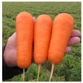 Насіння моркви Болівар F1 0,5г (Професійне насіння) недорого