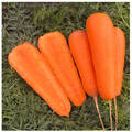 Насіння моркви Болівар F1 0,5г (Професійне насіння) в интернет-магазине