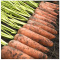 Насіння моркви Каскад F1 0,5г (Професійне насіння) в интернет-магазине