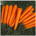 Насіння моркви Лагуна F1 0.5г (Професійне насіння) недорого