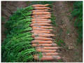 Насіння моркви Лагуна F1 0.5г (Професійне насіння) в интернет-магазине