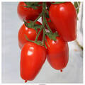 Насіння томату Айдар F1 8шт (Професійне насіння) недорого