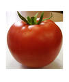 Насіння томату Зінуля 100 шт (Сонячний березень) недорого