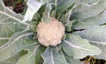Семена капусты цветной Опал 20 шт (Профессиональные семена) недорого