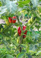 Насіння томату Брісколіно F1 20 шт (Професійне насіння) недорого