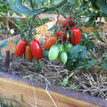 Насіння томату Брісколіно F1 20 шт (Професійне насіння) в интернет-магазине