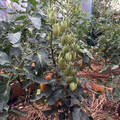 Насіння томату Брісколіно F1 20 шт (Професійне насіння) фото