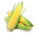 Насіння кукурудзи Тесті Світ F1 (Професійне насіння) недорого