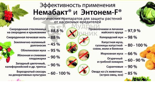 Немабакт Купить В Интернет Магазине Официальный