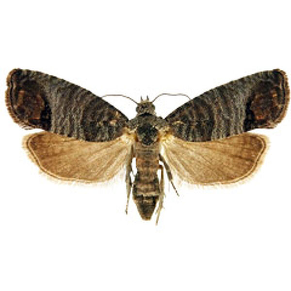 0J/RgNC10L/QsNGA0LDRgtGLINC+0YIg0L/Qu9C+0LTQvtC20L7RgNC60Lg=