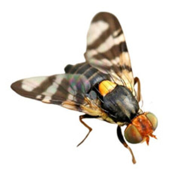 0J/RgNC10L/QsNGA0LDRgtC4INCy0ZbQtCDQstC40YjQvdC10LLQvtGXINC80YPRhdC4